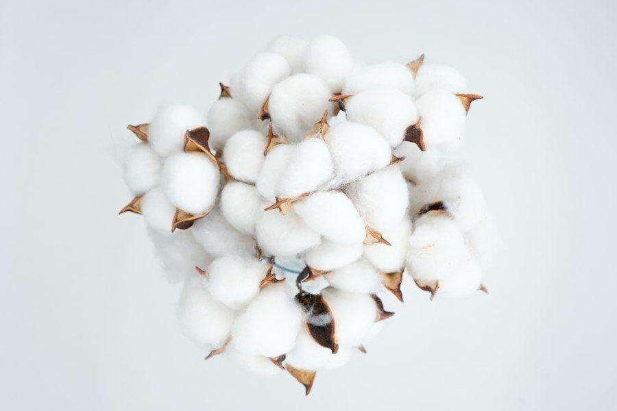 Illustrative image: bunch of raw cotton bolls